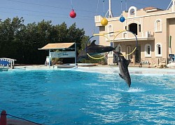 Delfinarum show (20$ od osoby)         pÅ‚ywanie z delfinami (60 $)15 min (85$)30 min